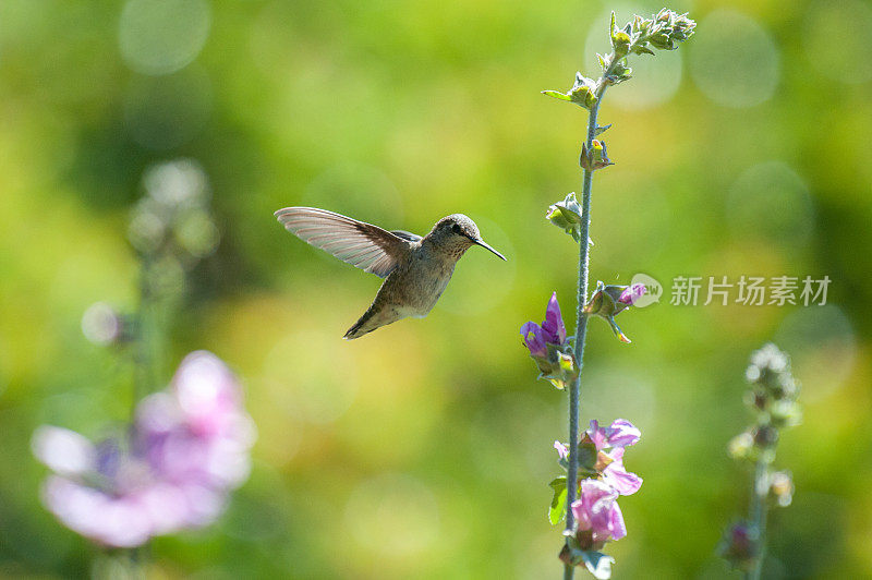安娜的蜂鸟在紫色/薰衣草色的花旁边飞行